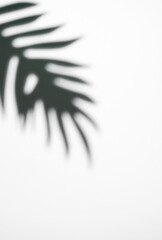 Shadows from palm leaves