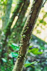 林道の中の木々