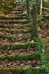 落ち葉で覆われた林道の階段