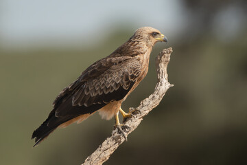 yellow-billed kite - Milvus aegyptius perched at green blue backgound. Photo from Kgalagadi Transfrontier Park in South Africa. it is the Afrotropic counterpart of black kite - Milvus migrans.