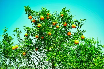 Zelfklevend Fotobehang Orange on tree landscape with grass and flowers © Asif Naseem
