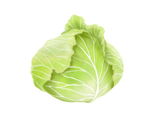 Obraz premium キャベツのリアルな水彩イラスト