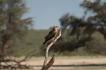 Naklejka na ściany i meble yellow-billed kite - Milvus aegyptius perched at green blue backgound. Photo from Kgalagadi Transfrontier Park in South Africa. it is the Afrotropic counterpart of black kite - Milvus migrans.
