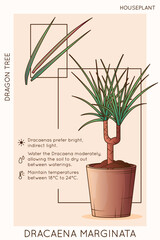 Vector illustration of dragon tree plant. Dracaena marginata care infographic design. Design for brochure or poster, flower shop, home garden concept.