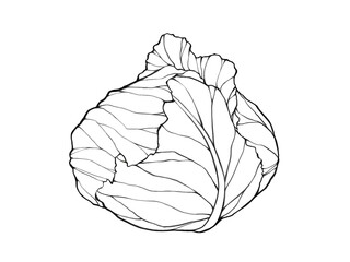 キャベツの線画イラスト