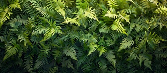 A close up of terrestrial plant fern leaves, showcasing the lush green foliage of this groundcover. The intricate details of the fern make it a beautiful addition to any landscape event.