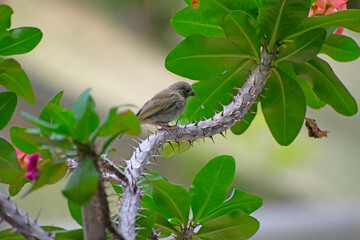 songbird on a branch