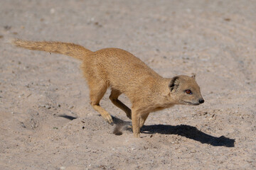 Fototapeta premium yellow mongoose, red meerkat - Cynictis penicillata running on ground. Photo from Kgalagadi Transfrontier Park in South Africa. 