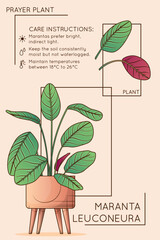 Vector illustration of potted prayer plant. Care instruction of maranta leuconeura. Design for brochure or poster, flower shop, home garden concept.