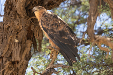 Tawny eagle - Aquila rapax rapax perched with brown background. Photo from Kgalagadi Transfrontier Park in South Africa.