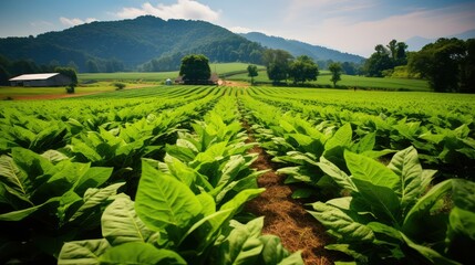 harvest north carolina tobacco farm - obrazy, fototapety, plakaty