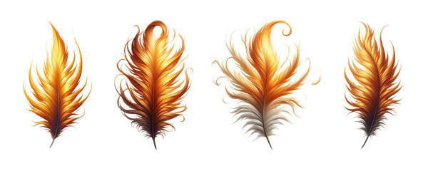 Set of Phoenix bird feather isolate on  transparent background
