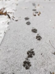 Dog prints in snow 