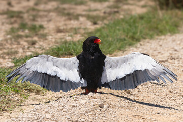 Bateleur - Terathopius ecaudatus on ground with spread wings with grass in background. Photo from Kgalagadi Transfrontier Park in South Africa. Endangered species.	