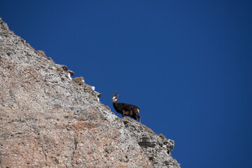 Black goat in the mountains wildlife in Romania.