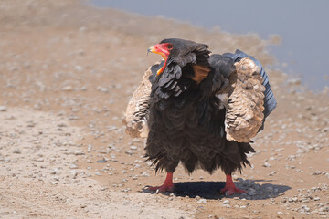 Bateleur - Terathopius ecaudatus calling on ground with folded wings with water in background....