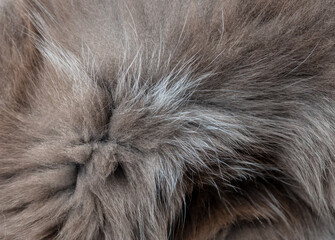 Cat fur as an abstract background. Texture