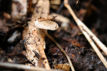 早春、朽木の裏で成長する幼いクヌギタケキノコ（自然光＆ストロボ・マクロレンズ接写）