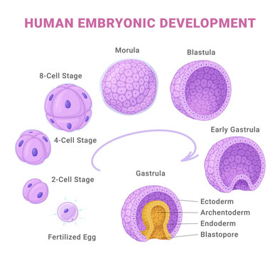 Human embryonic development medical educational science infographic scheme isometric vector