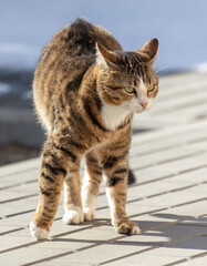 Portrait of a scared cat