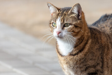 Portrait of a cat in the city