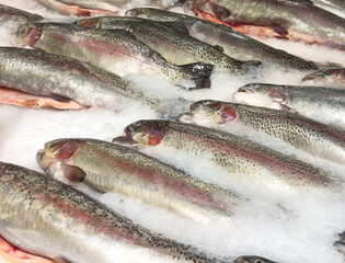 Fresh fish in ice on a counter in a market
