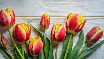 Spring Splendor: Red and Yellow Tulips Arranged Artfully on White Background