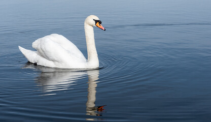 white swan swim in the lake searching for food