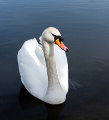 Obraz premium white swan swim in the lake searching for food