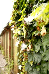 錆家, とびら, 通り, 建築, 古い, むら, 花, ビル, くつろいで, エントランス, あばたのある, イタリア, まど, タウンズ, ユーロパ, 花, 壁, フロント, 地中海, fra, 旅行, トスカーナ州, 裏通り, 外