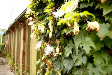 錆家, とびら, 通り, 建築, 古い, むら, 花, ビル, くつろいで,...