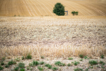 Harvested grain in the field. Agriculture background.