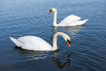 Pair of white swans swimming on the lake searching for food