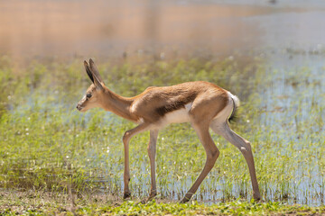 Springbok, springbuck goatling - Antidorcas marsupialis on green grass with water in background. Photo from Kgalagadi Transfrontier Park in South Africa.