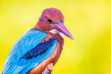 The White-throated Kingfisher in nature