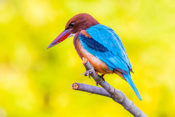 The White-throated Kingfisher in nature