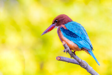 The White-throated Kingfisher in nature
