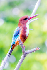 The White-throated Kingfisher in nature