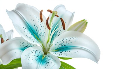 Lily, a turquoise-white flower, isolated with a clipping path on a white background for design.