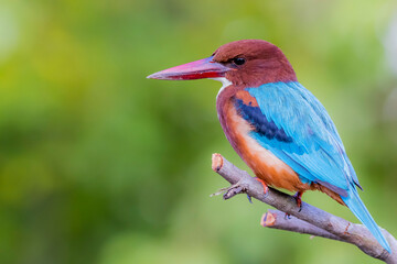 The White-throated Kingfisher in nature