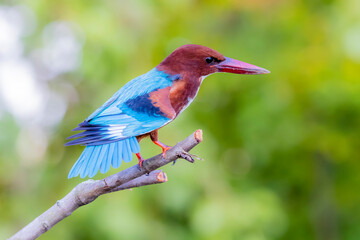 The White-throated Kingfisher in nature