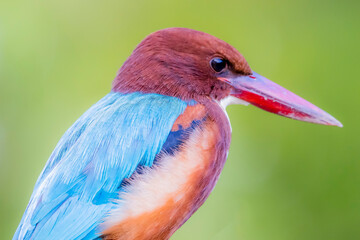 The White-throated Kingfisher in nature