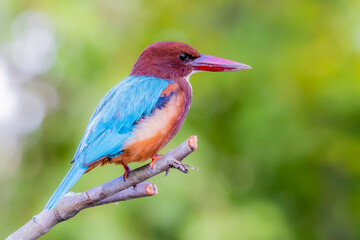 The White-throated Kingfisher in nature