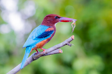 The White-throated Kingfisher in nature