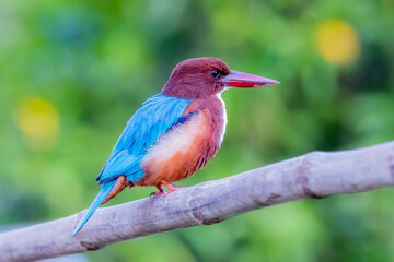 The White-throated Kingfisher in nature