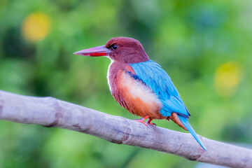 The White-throated Kingfisher in nature