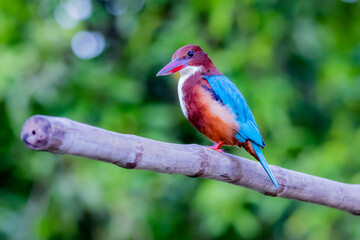 The White-throated Kingfisher in nature