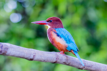 The White-throated Kingfisher in nature
