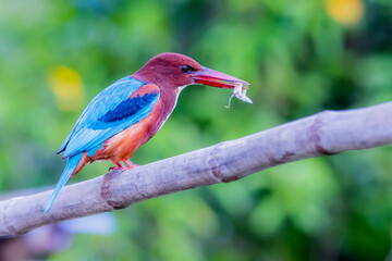 The White-throated Kingfisher in nature