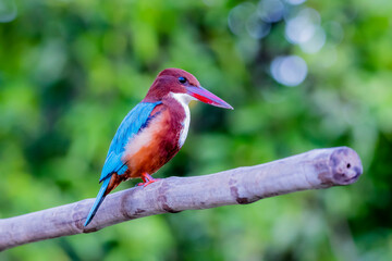 The White-throated Kingfisher in nature